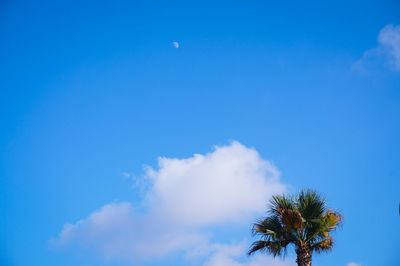 Low angle view of tree against blue sky