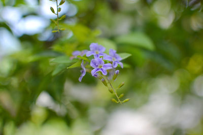 Close-up of purple flowering plant