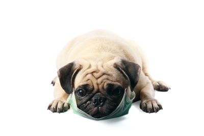 Close-up portrait of a dog over white background