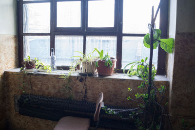 Plants against window