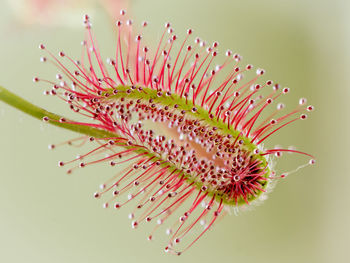 Close-up of pink flower