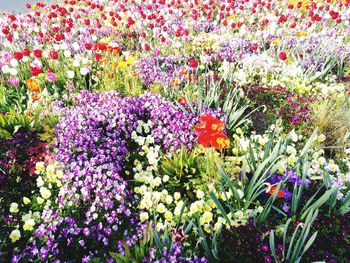 Purple flowers blooming on field