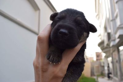 Close-up of hand holding puppy