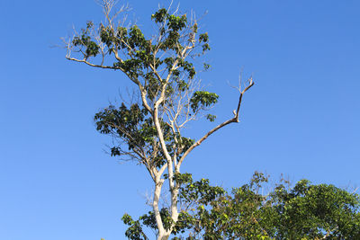 Low angle view of tree against clear blue sky