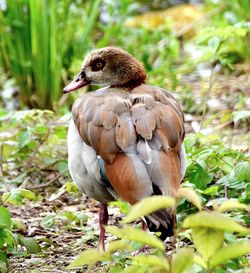 Close-up of duck on plants