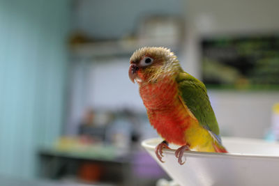 Close-up of parrot perching