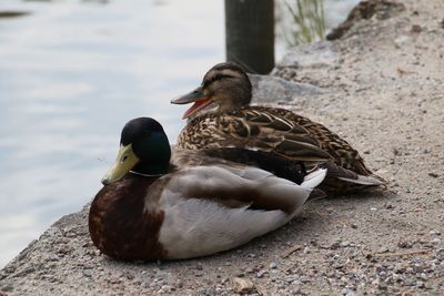 Close-up side view of ducks