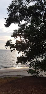 Tree by sea against sky