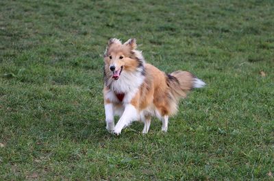 View of dog running on grass