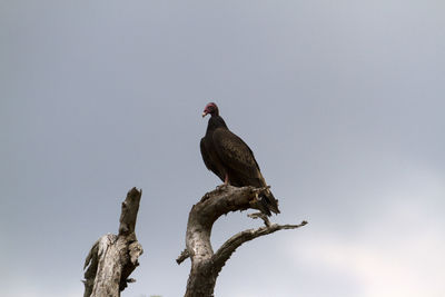 Low angle view of eagle perching on branch against sky