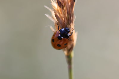 Close-up of insect on flower