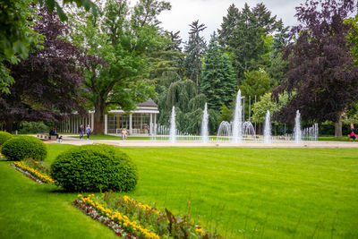 Trees in park