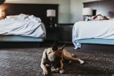 Dog sleeping on bed at home