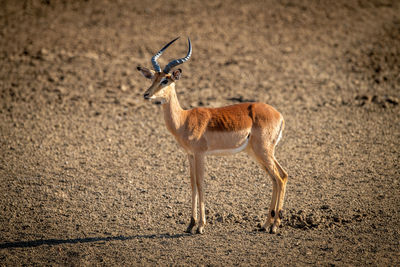 Female common impala stands in bright sunshine