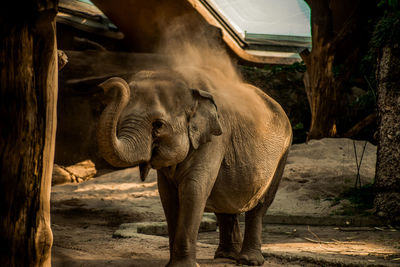 View of elephant in zoo