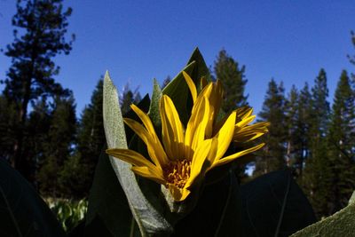 Close-up of yellow flowers blooming against sky