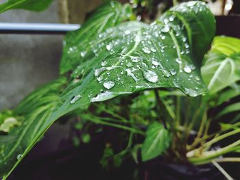 Close-up of wet plant leaves during rainy season
