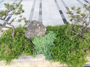 High angle view of plants and trees