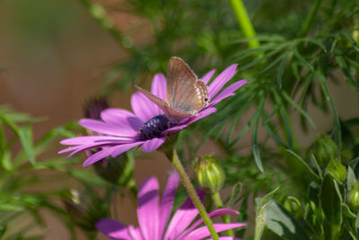 Close-up of butterfly pollinating on pink flower