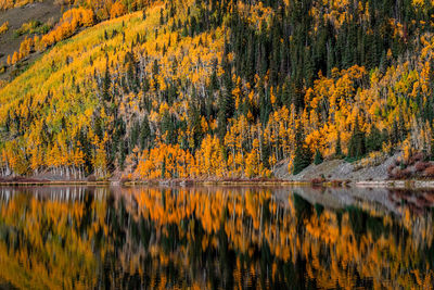 Scenic view of lake in forest during autumn