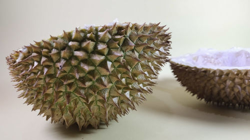 Close-up of spiked plant against white background