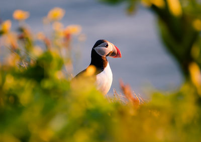 Puffin perching on field