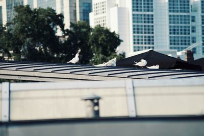 White birds on a roof in the city