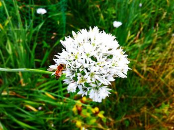 Close-up of white flowers
