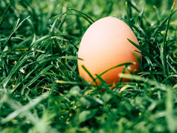 Close-up of easter egg on grassy field