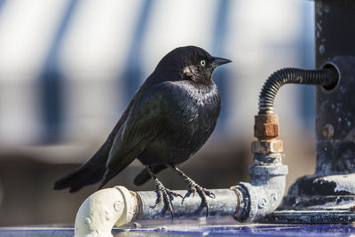 Male rusty blackbird resting on pipe