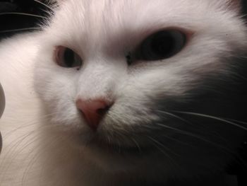 Close-up portrait of cat