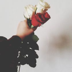 Close-up of red rose over white background