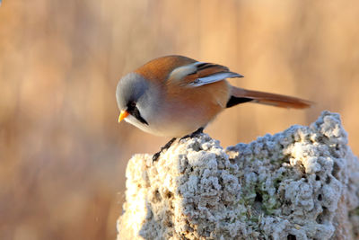 Close-up of bird perching on wood