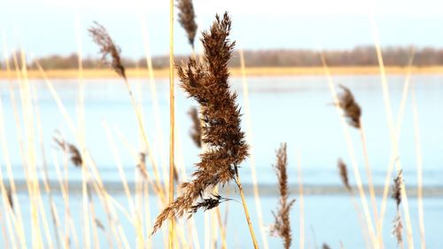 Close-up of stalks against blurred background