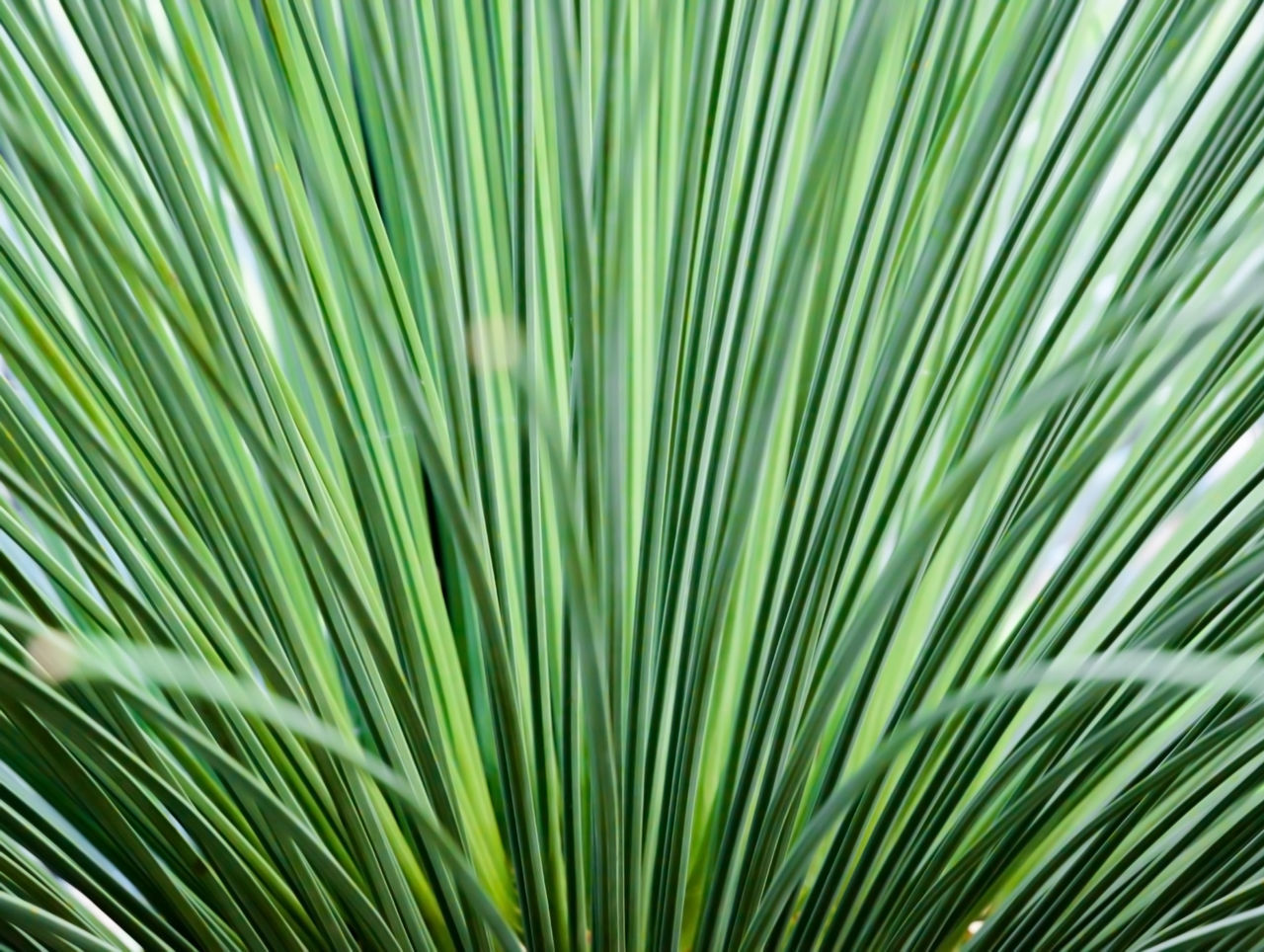 CLOSE-UP OF PALM LEAVES