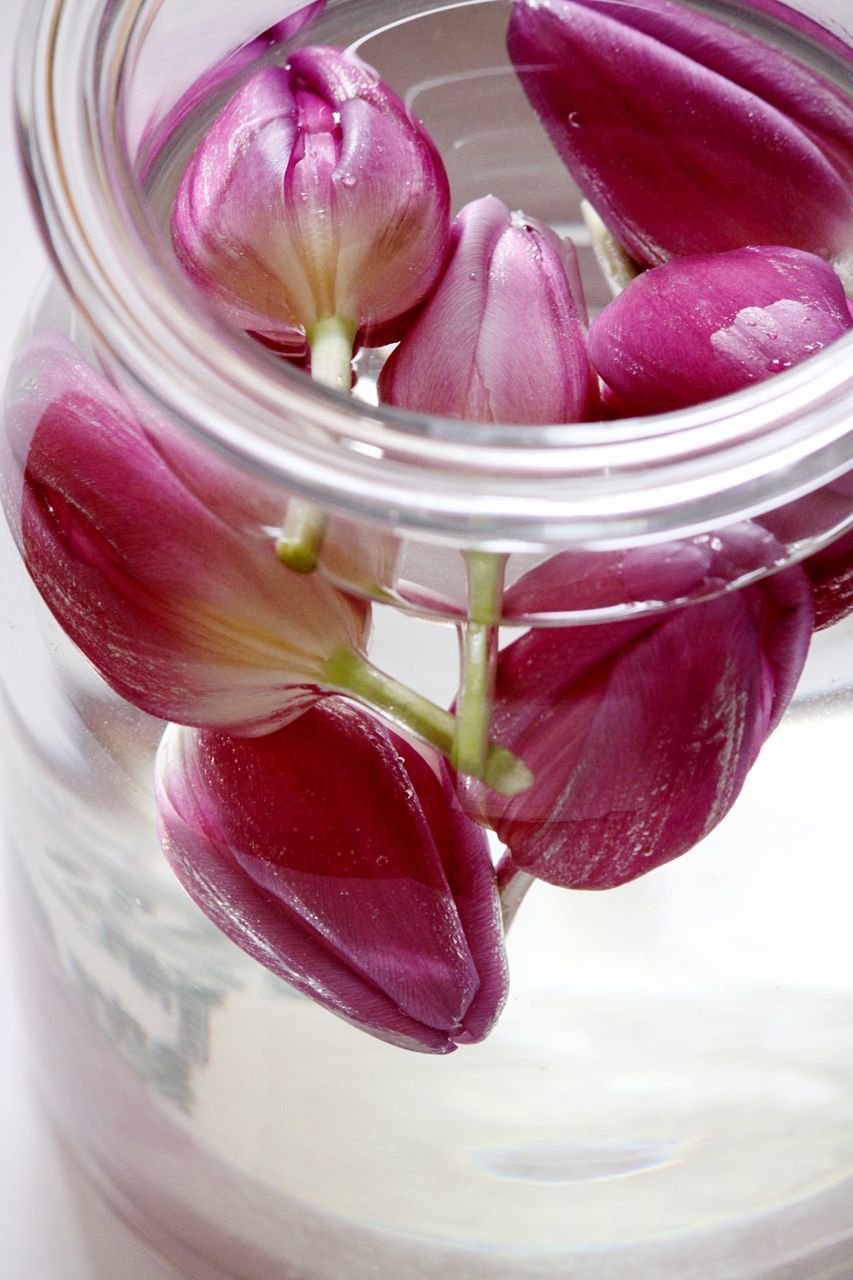 CLOSE-UP OF PINK FLOWER IN GLASS