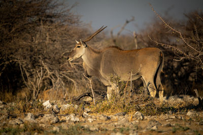 Male common eland stands in thorny bushes