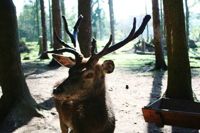 Deer in forest