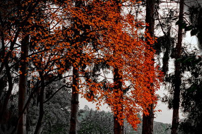 Low angle view of trees against sky