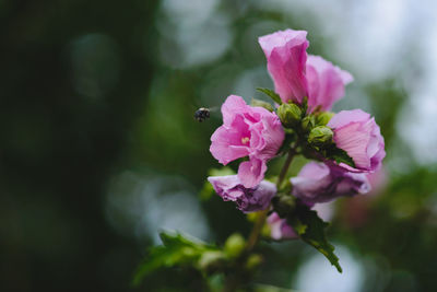 Close-up of insect on pink flowers