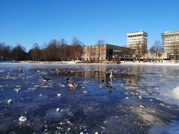 Birds in lake during winter