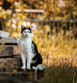 Portrait of a cat sitting on land