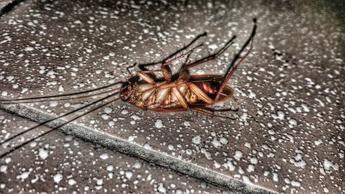 Close-up of dead cockroach on floor