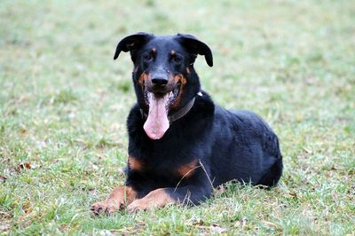 Portrait of dog on grassy field