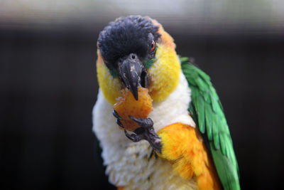 Close-up of parrot perching