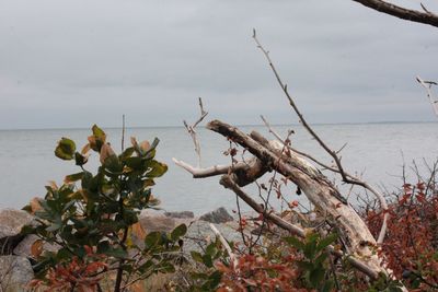 Plants by sea against sky