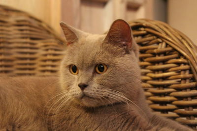 Close-up portrait of cat