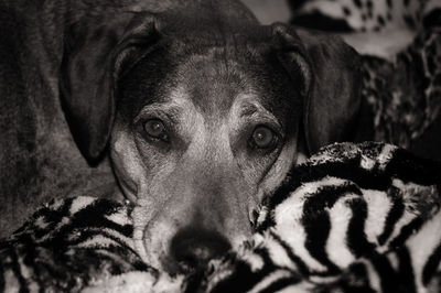 Close-up portrait of dog relaxing on bed