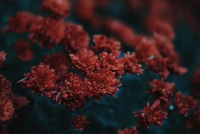 Close-up of red flowering plant