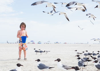 Boy with bucket standing by seagulls at beach